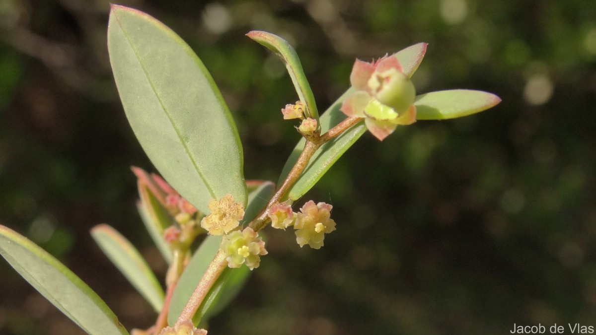 Synostemon bacciformis (L.) G.L.Webster